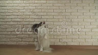 狗狗帕皮龙坐着打哈欠，转身面对装饰砖墙股票录像